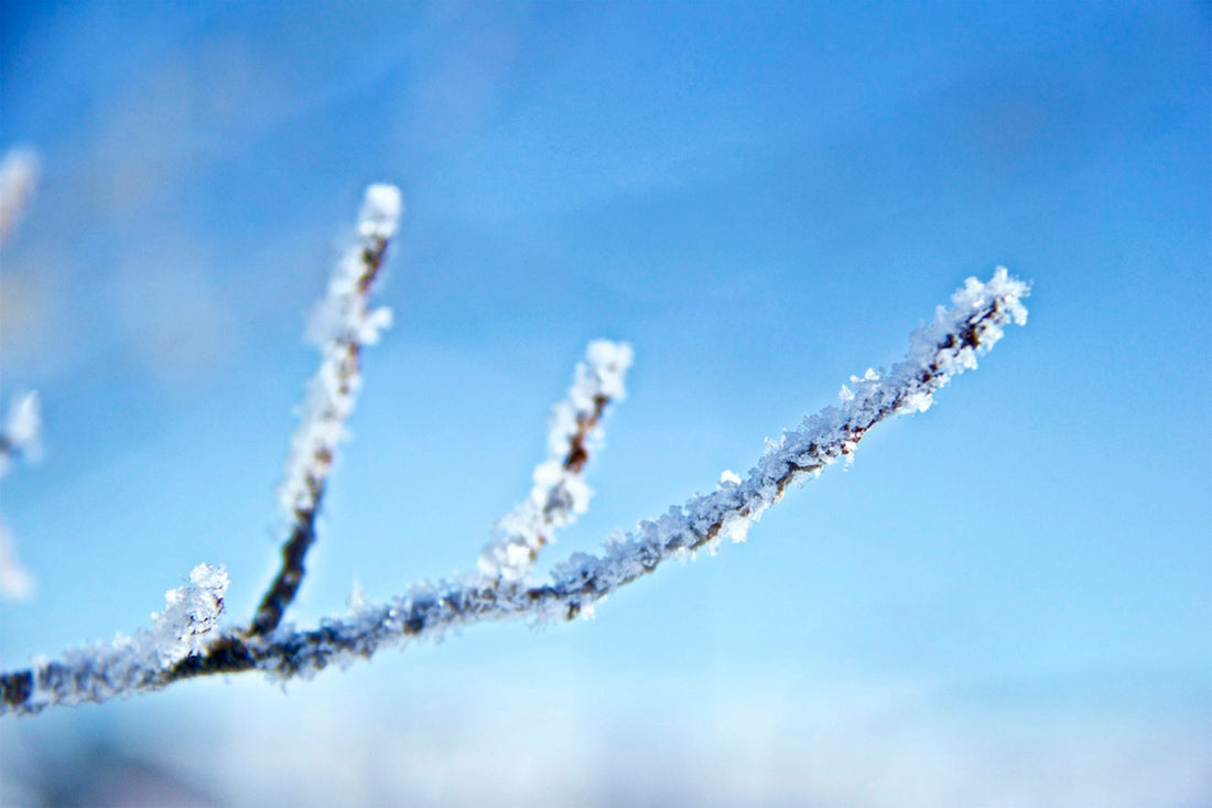 twig with white flower photography