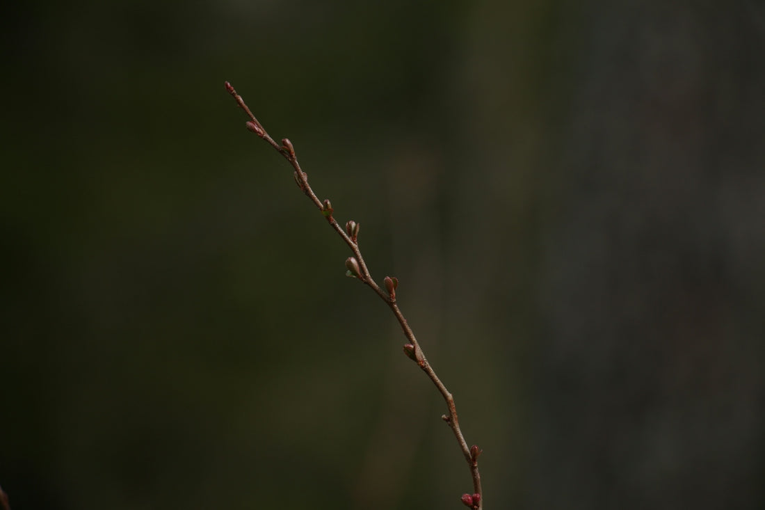 brown tree branch in tilt shift lens