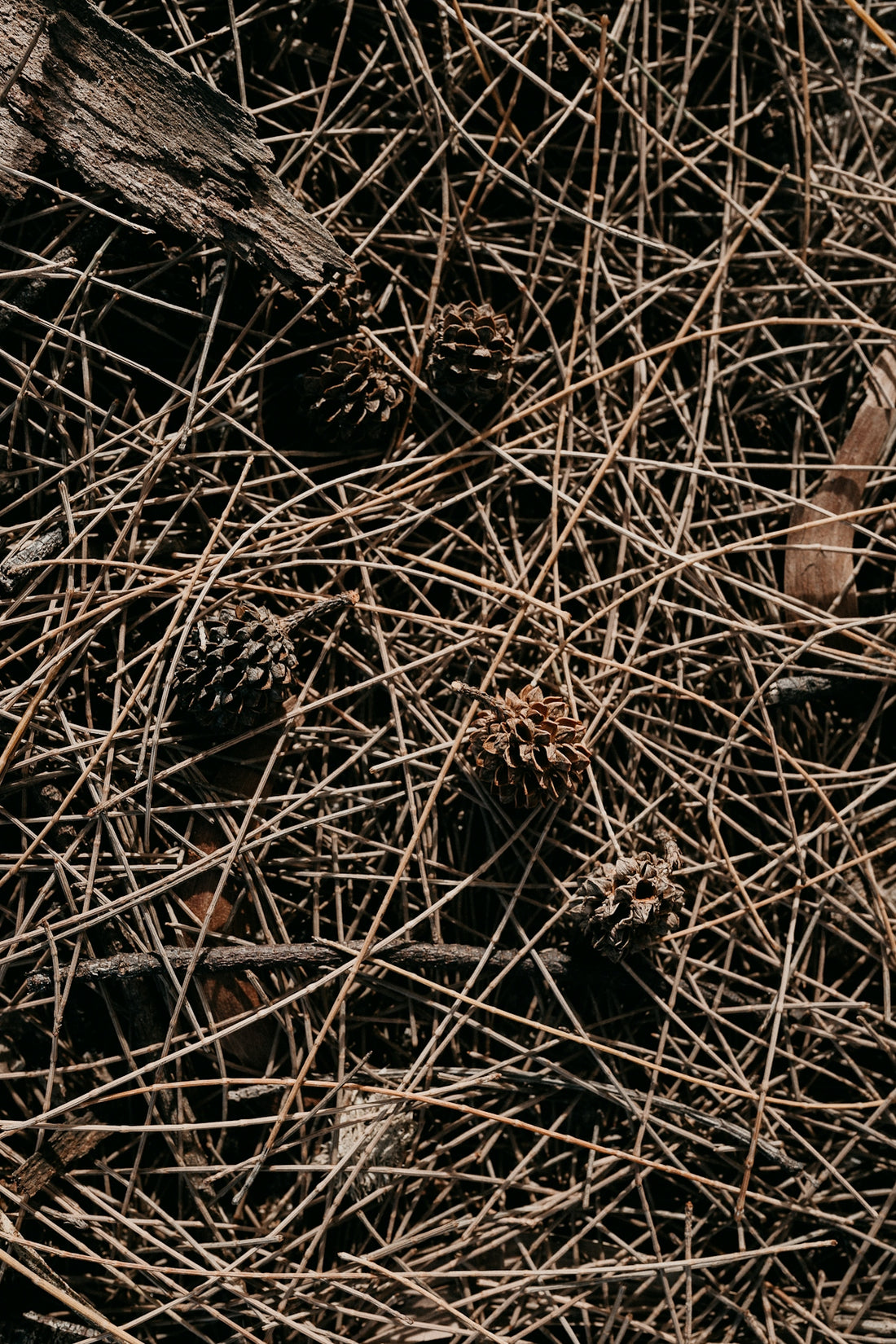 brown dried grass on brown soil