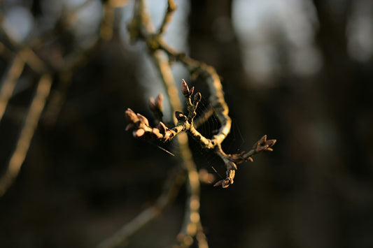 a close up of a tree branch with no leaves