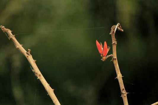 a red flower on a tree branch with a blurry background