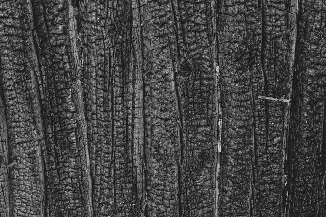 a black and white photo of the bark of a tree
