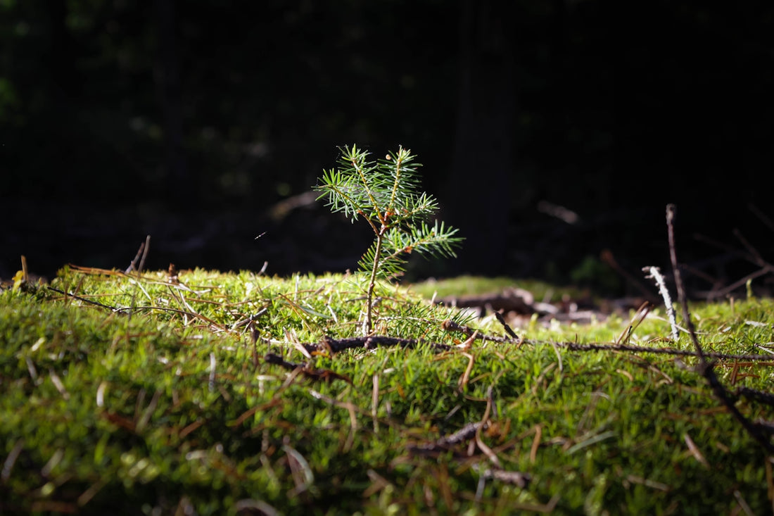 a small plant growing in the grass
