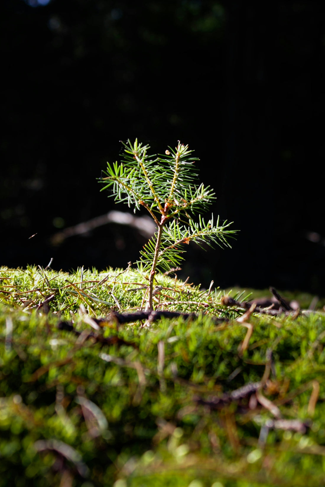 a small plant growing in the ground