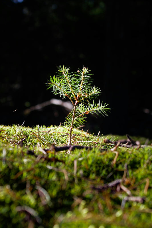 a small plant growing in the ground