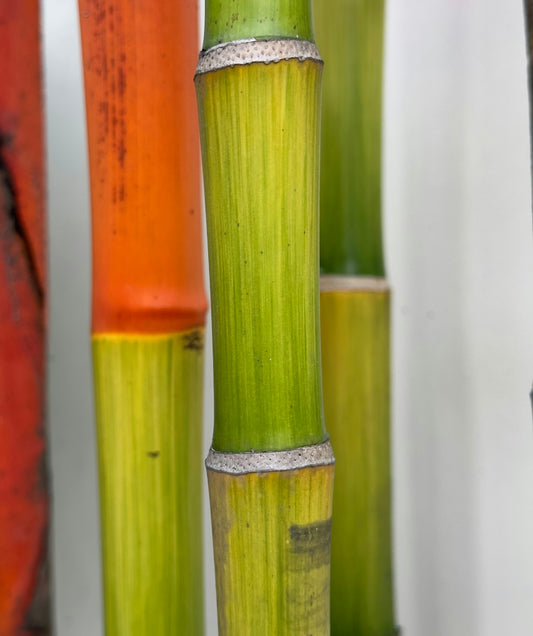 a group of tall green and orange bamboo poles