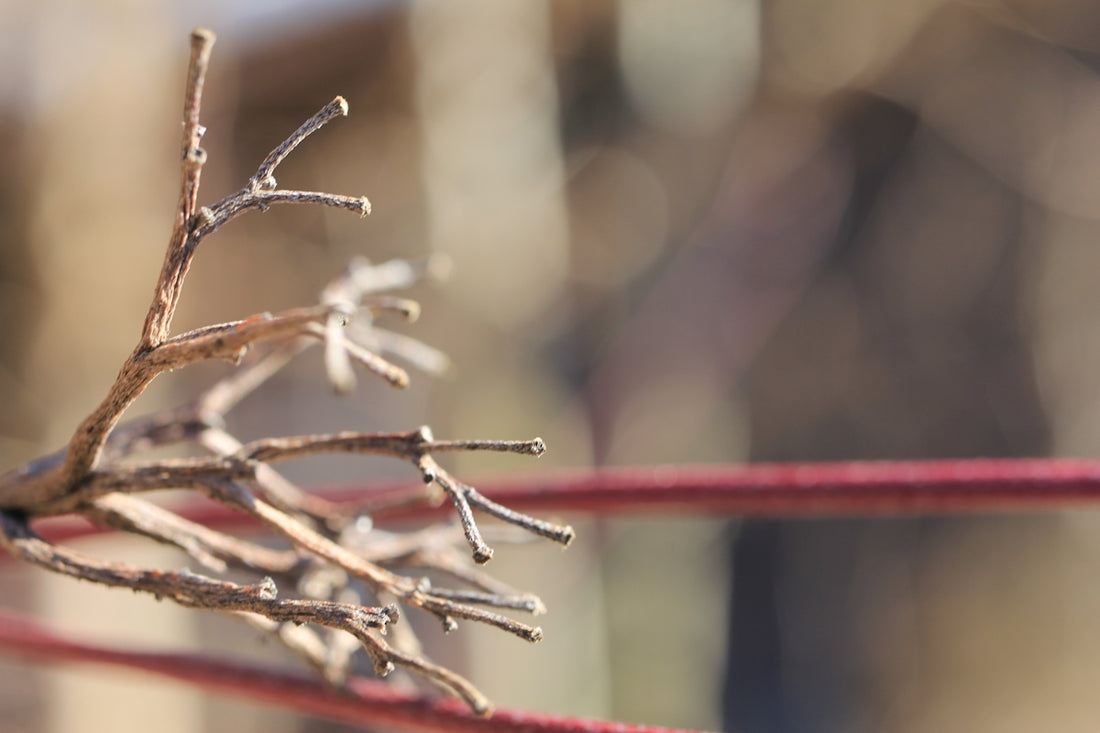 a close up of a twig on a twig