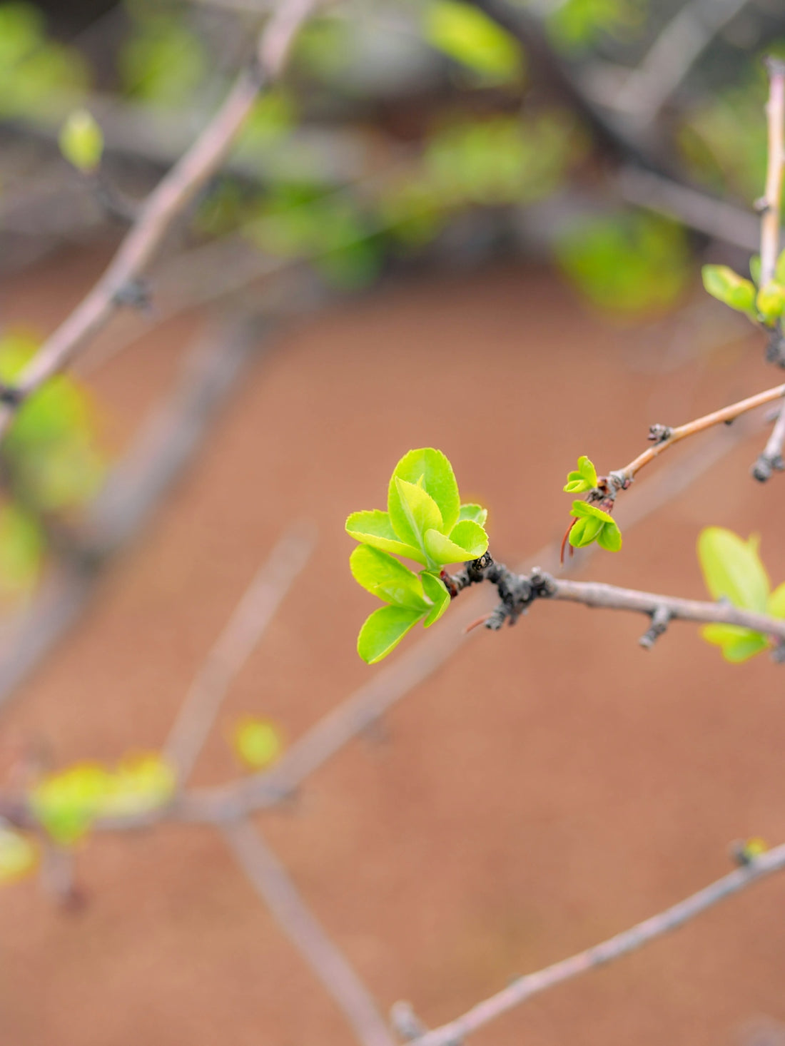 a small branch with green leaves on it