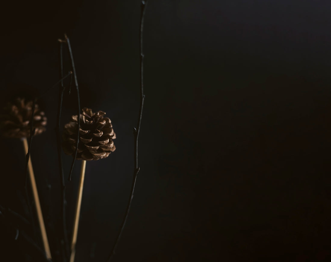 a couple of pine cones sitting on top of a plant