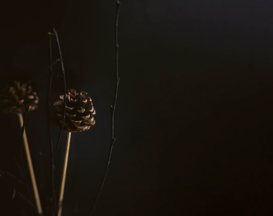 a couple of pine cones sitting on top of a plant