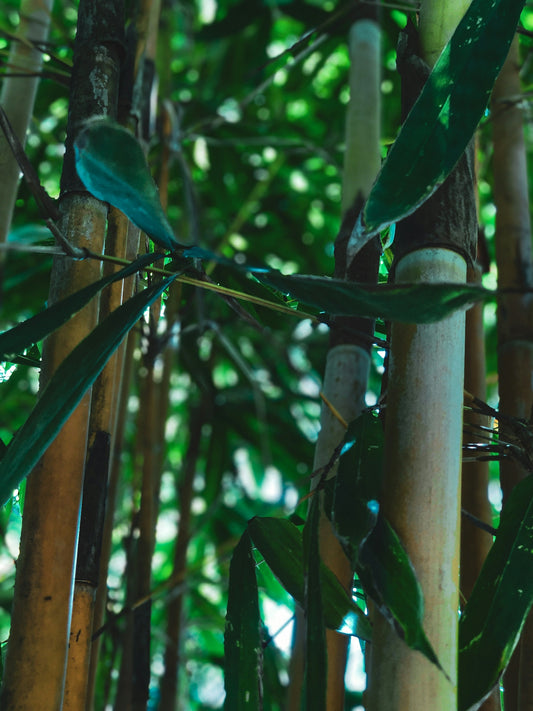 Close-up of tall bamboo stalks with green leaves