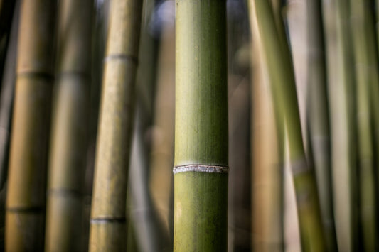 a close up of a bunch of bamboo stalks