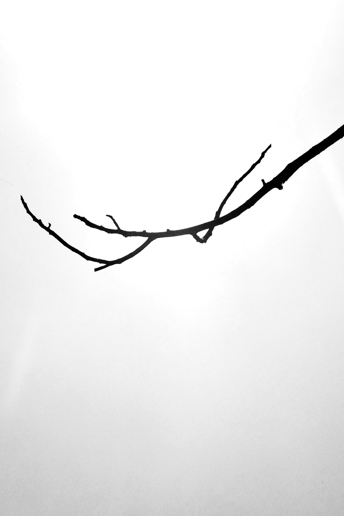 a black and white photo of a bird on a branch