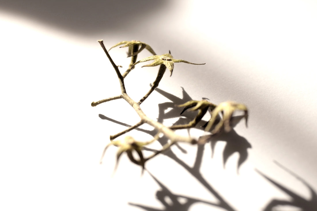 the shadow of a plant on a white surface
