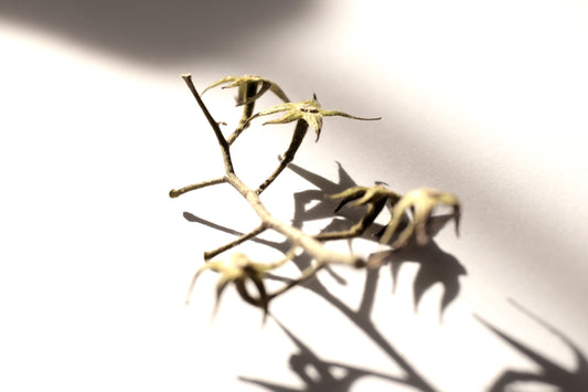 the shadow of a plant on a white surface