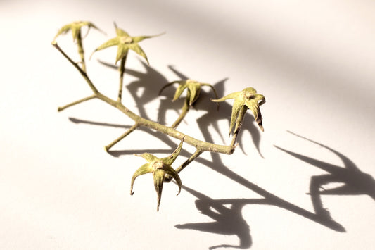 a group of small yellow flowers on a white surface