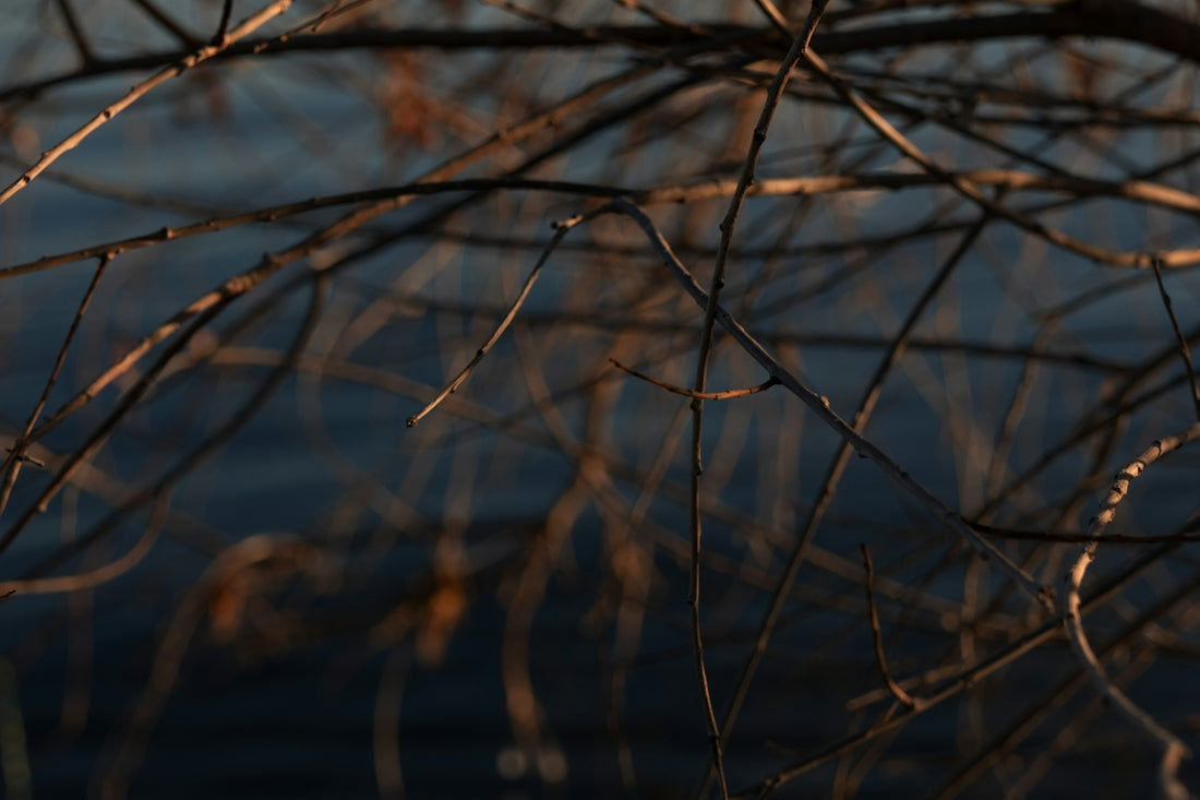 a close up of a tree branch with water in the background