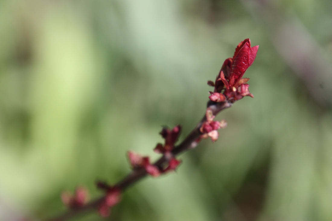 a close up of a branch with red flowers
