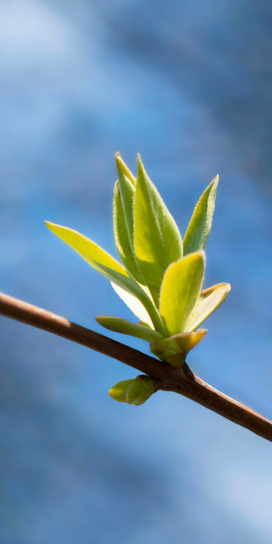 a small green leaf on a twig