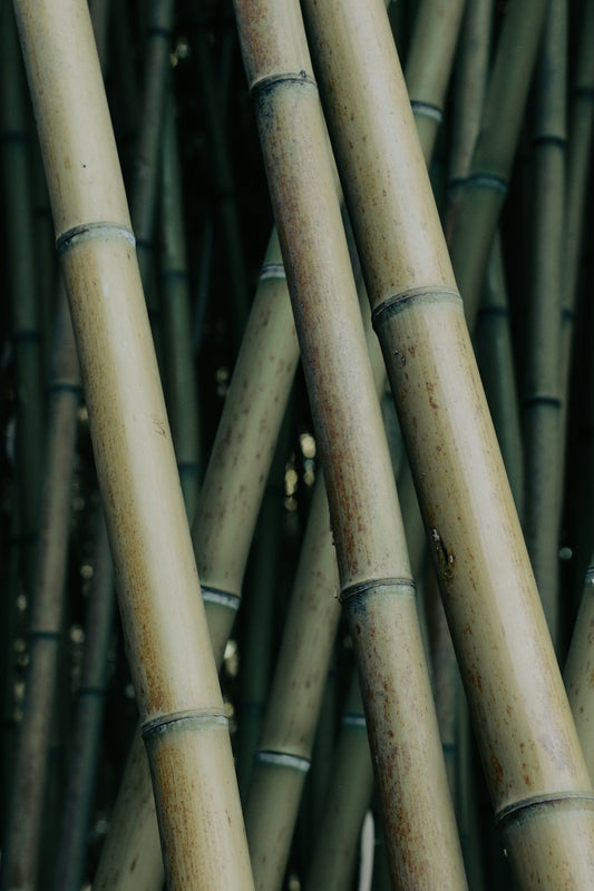 A bunch of bamboo sticks are stacked together