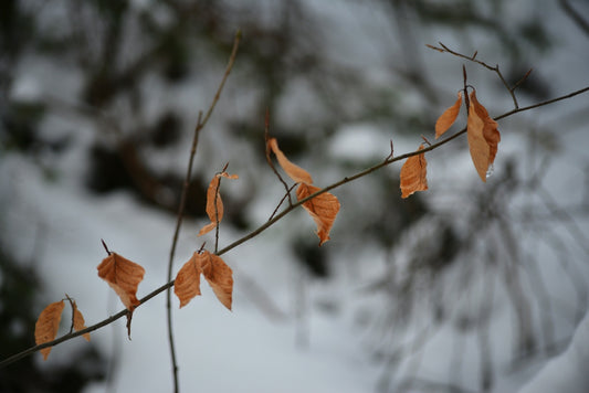 A branch with some leaves on it in the snow