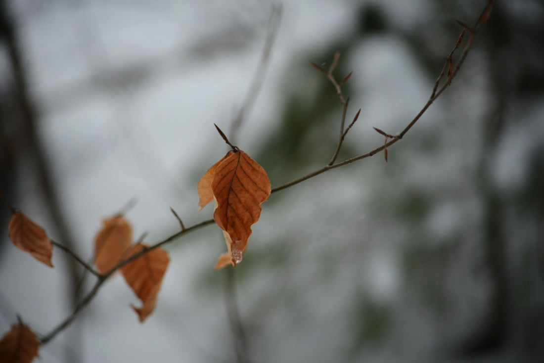 A branch with some leaves on it in the snow