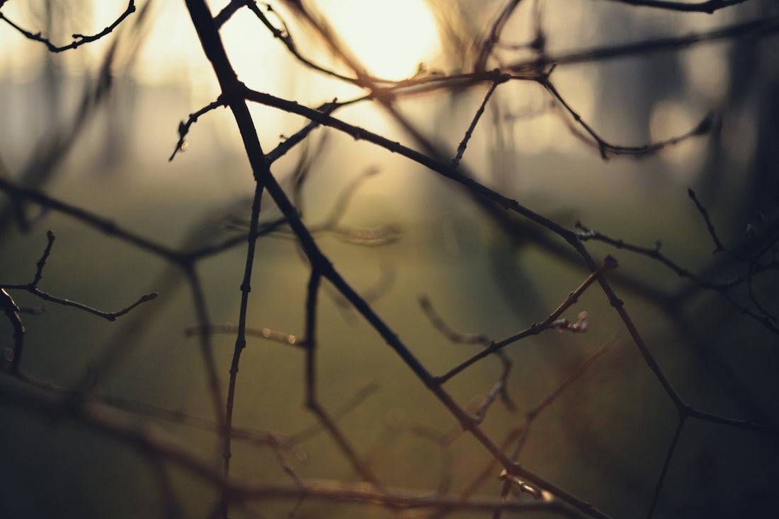 The sun is shining through the branches of a tree