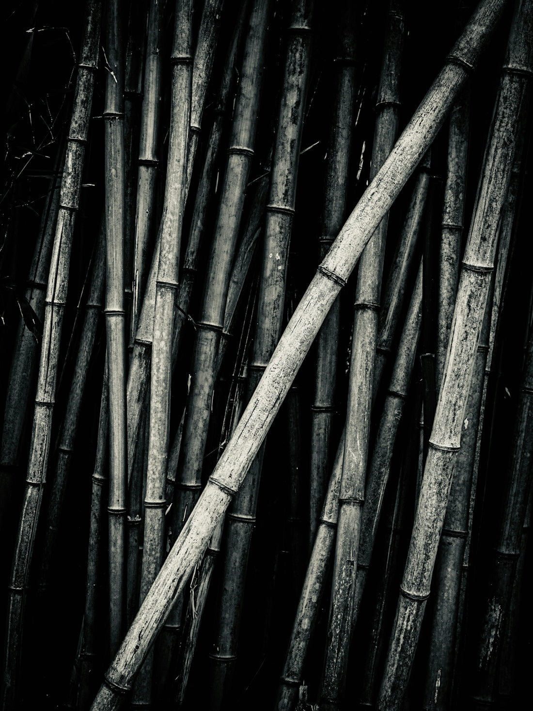 Close-up of tall bamboo stalks in a dark forest