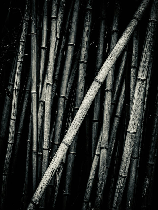 Close-up of tall bamboo stalks in a dark forest