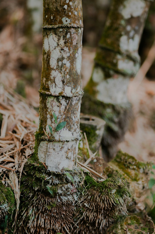 Close-up of a textured bamboo trunk with mossy roots