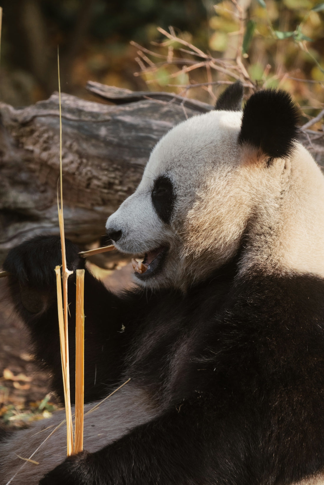 A giant panda eats bamboo in a forest