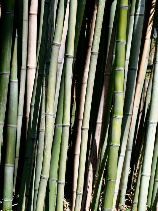 Close-up of tall green bamboo stalks in a forest.