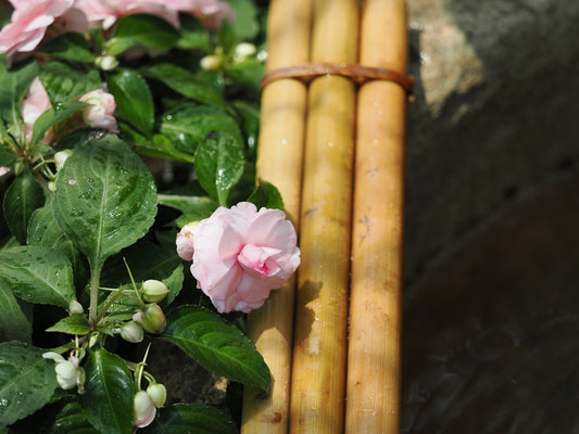 Pink impatiens flowers bloom beside bamboo stalks.