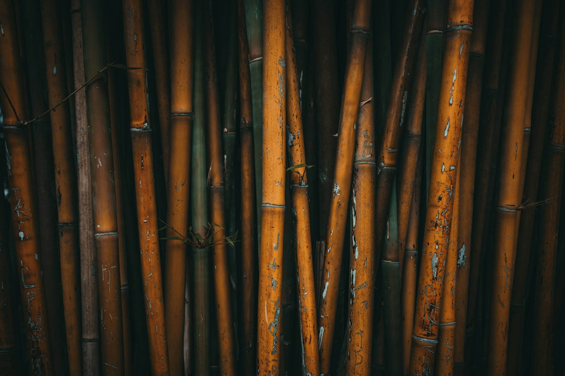 Close-up of dried bamboo stalks in a dark forest