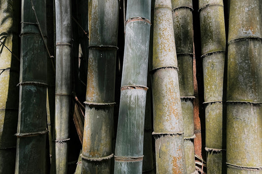 Textured green and weathered bamboo stalks