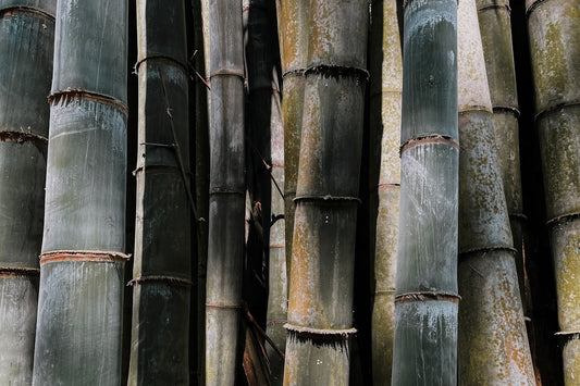 Dense cluster of green and brown bamboo stalks.
