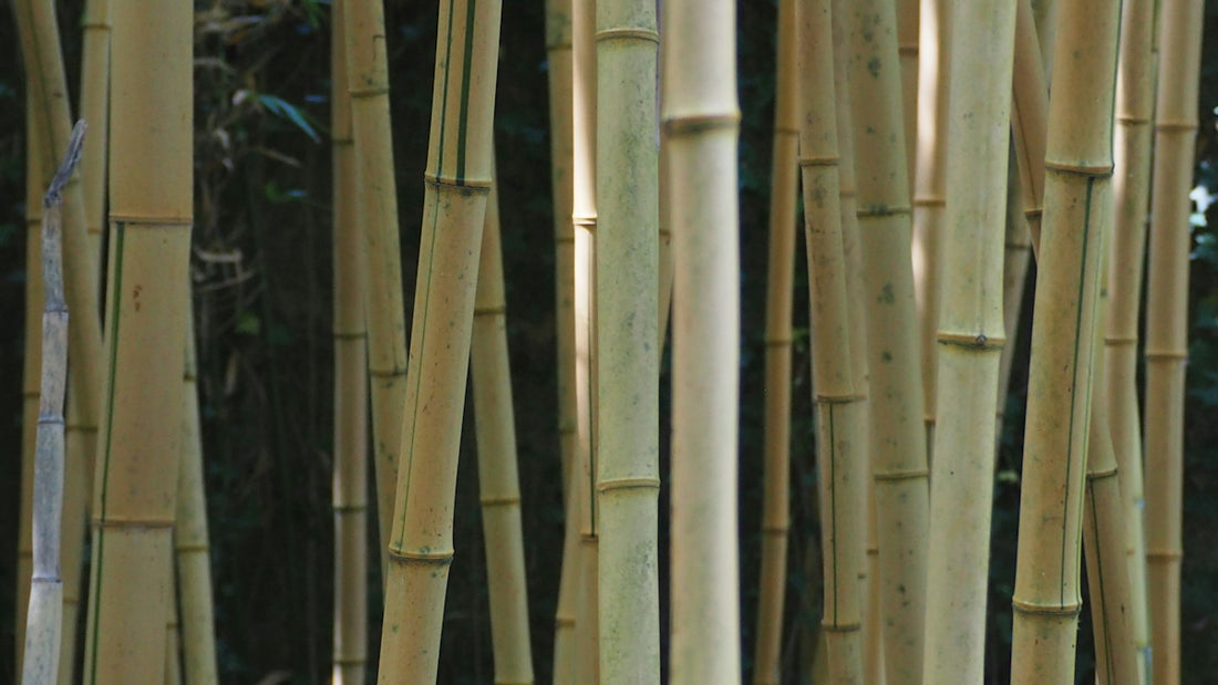 Many tall bamboo stalks in a forest