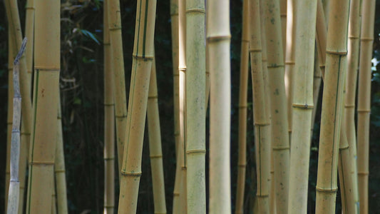 Many tall bamboo stalks in a forest